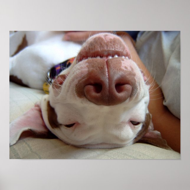 Happy Dog Print Poster (Vorne)