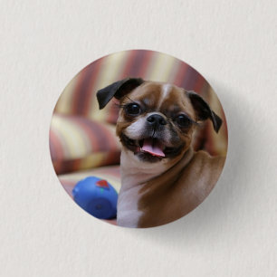 Happy Dog with Toy Button