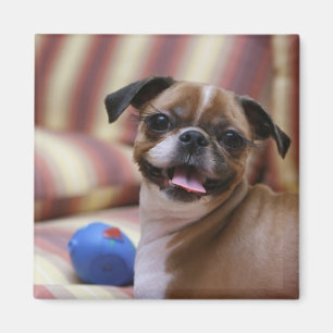 Happy Dog with Toy Magnet