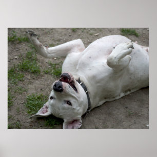 Happy Dogo Argentino Girl Poster