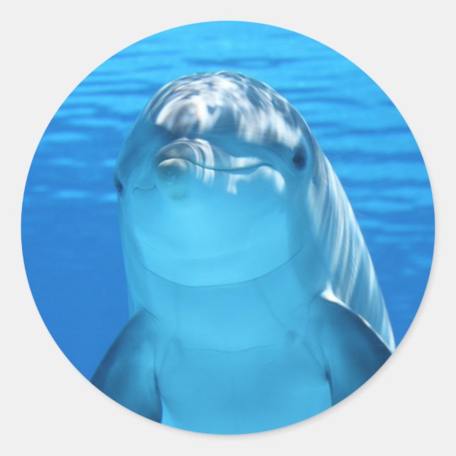 Happy Dolphin Ocean Stickers (Vorderseite)
