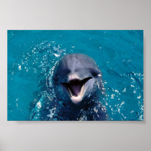 Happy Dolphin Poster