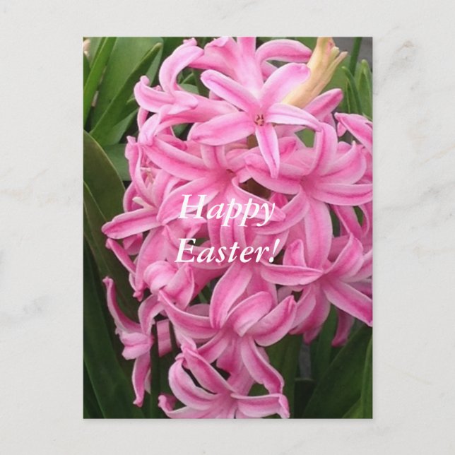 Happy Easter Pink Hyacinths Flower Postcards Feiertagspostkarte (Vorderseite)