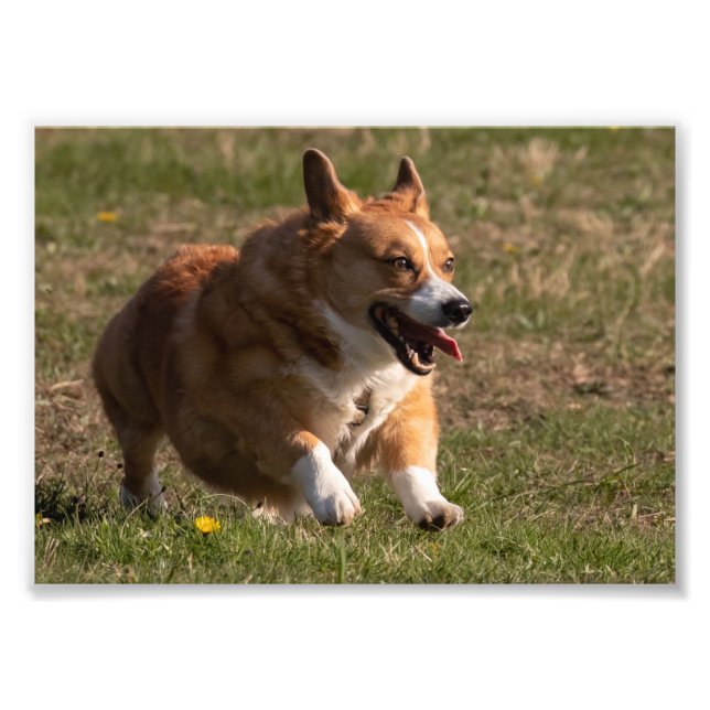Happy Face Running Corgi Fotodruck (Vorne)