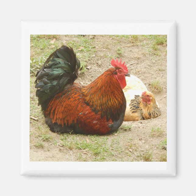 Happy Family - Rooster & Chicken 2" Magnet (Vorne)