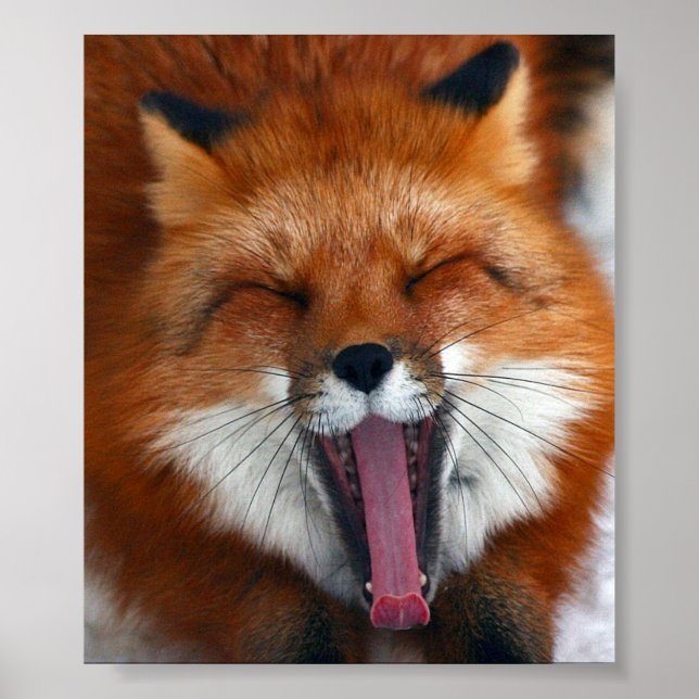 Happy Fox Wall Poster (Vorne)