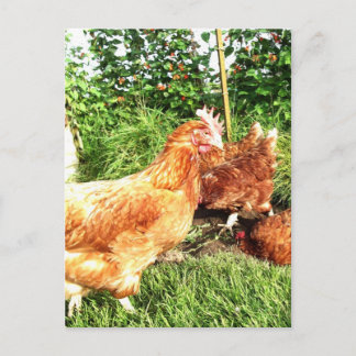Happy Free Range Ex-Batterie Hühner Postkarte
