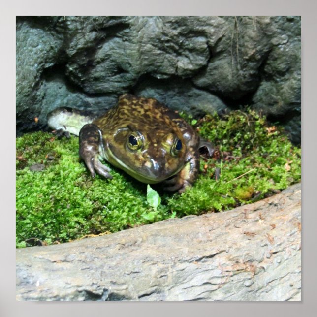 Happy Frog Poster (Vorne)