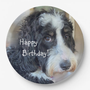 Happy Geburtstag Adorable Bernedoodle Pappteller