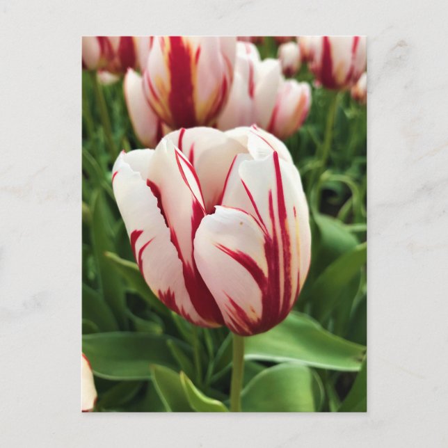 Happy Generation Tulip Postkarte (Vorderseite)