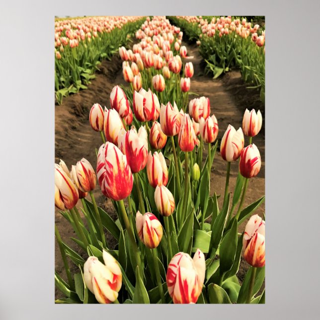 Happy Generation Tulips Poster (Vorne)