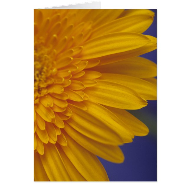 Happy Gerber Daisy (Vorne)