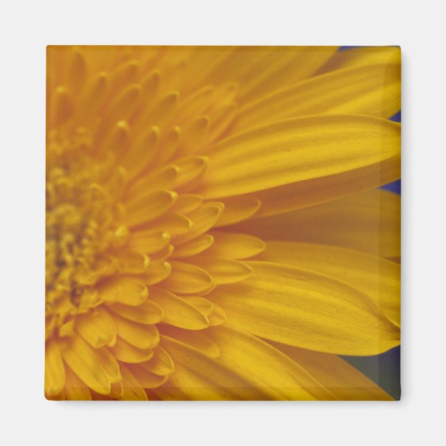 Happy Gerber Square Magnet (Vorne)