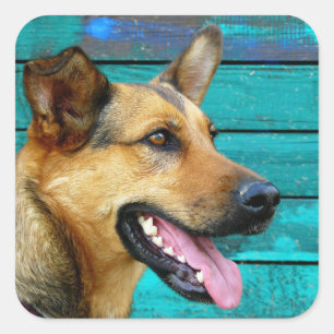 Happy German Shepherd Quadratischer Aufkleber
