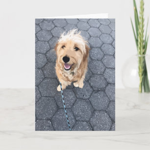 Happy Golden Doodle Dog On A Walk Karte