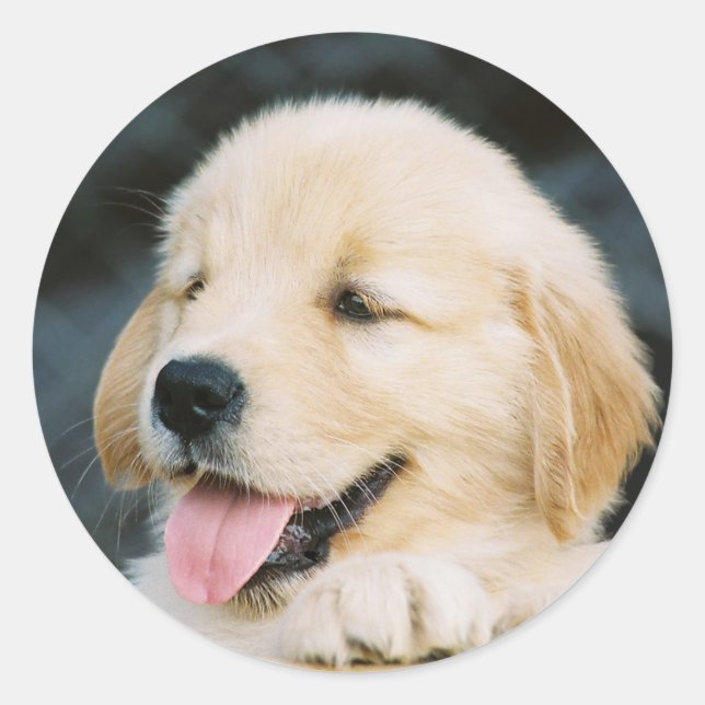 Happy Golden Retriever Puppy Sticker (Vorderseite)