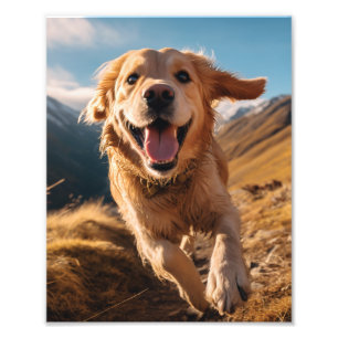 Happy Golden Retriever Running Fotodruck