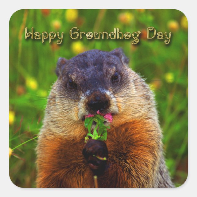 Happy Groundhog Day Eating Blume Quadratischer Aufkleber (Vorderseite)