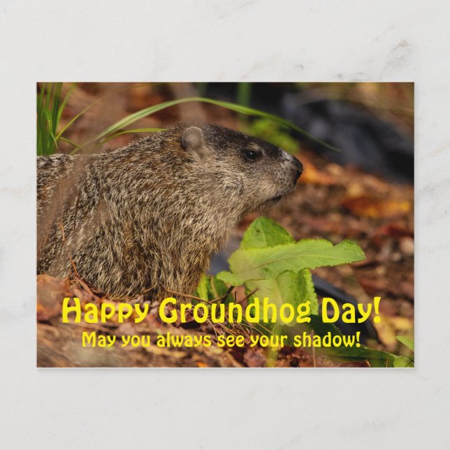 Happy Groundhog Day Postkarte (Vorderseite)