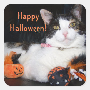 Happy Halloween Cat Calico Kitty Quadratischer Aufkleber