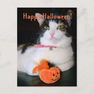 Happy Halloween Cat mit Pumpkin Feiertagspostkarte