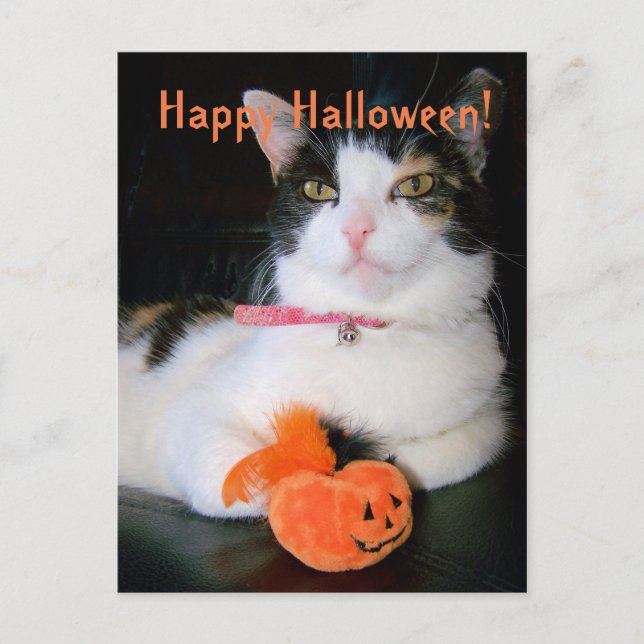 Happy Halloween Cat mit Pumpkin Feiertagspostkarte (Vorderseite)