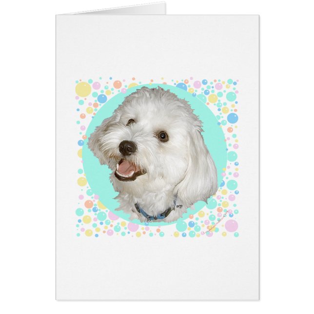 Happy Havanese (Vorne)