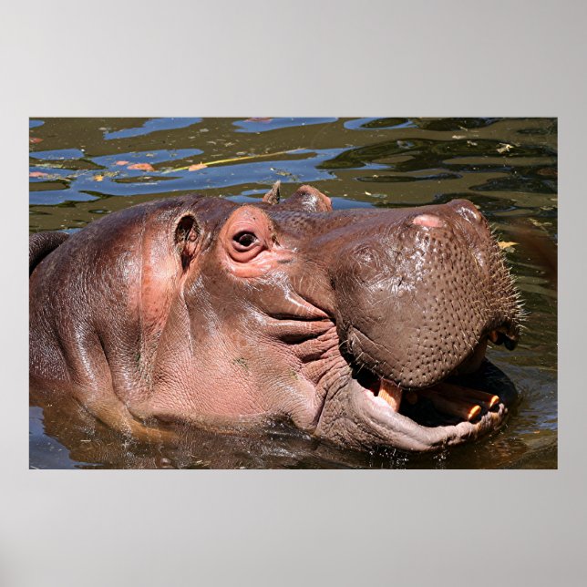 Happy Hippo Poster (Vorne)