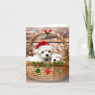 Happy Holidays, Adorable maltesische Welpen Feiertagskarte