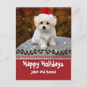 Happy Holidays, Maltese Puppy, Feiertagspostkarte