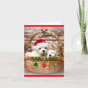 Happy Holidays: Maltesische Welpen Feiertagskarte