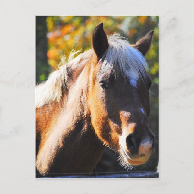 Happy Horse Postkarte (Vorderseite)