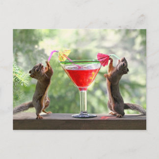 Happy Hour Squirrels Postkarte