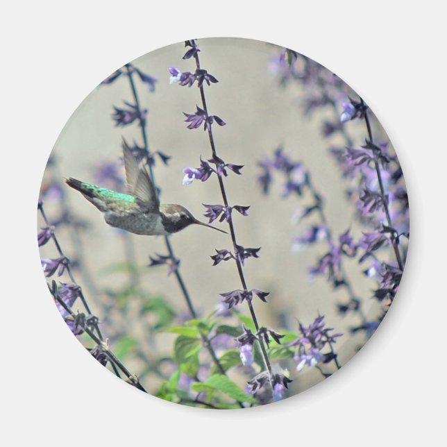 Happy Hummingbird II Magnet (Vorne)