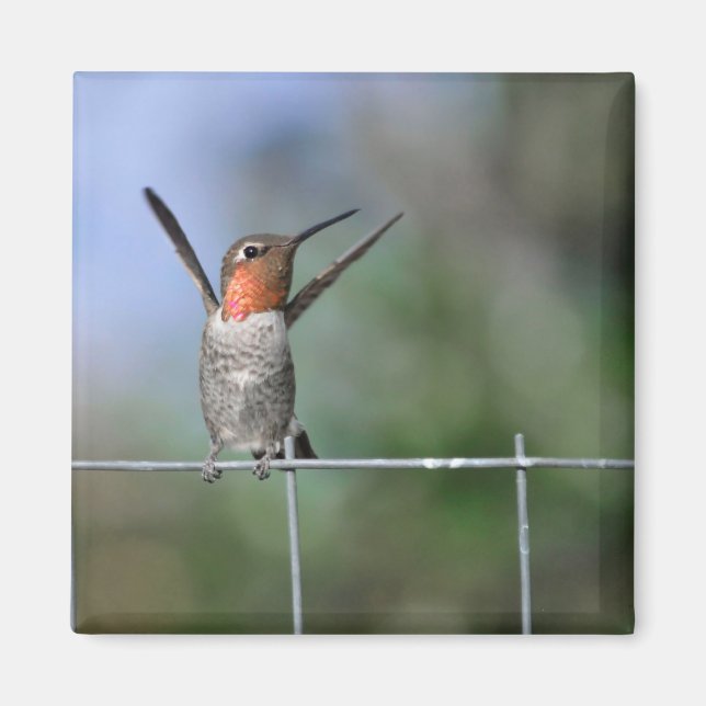 Happy Hummingbird Magnet (Vorne)