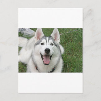 Happy Husky Postkarte