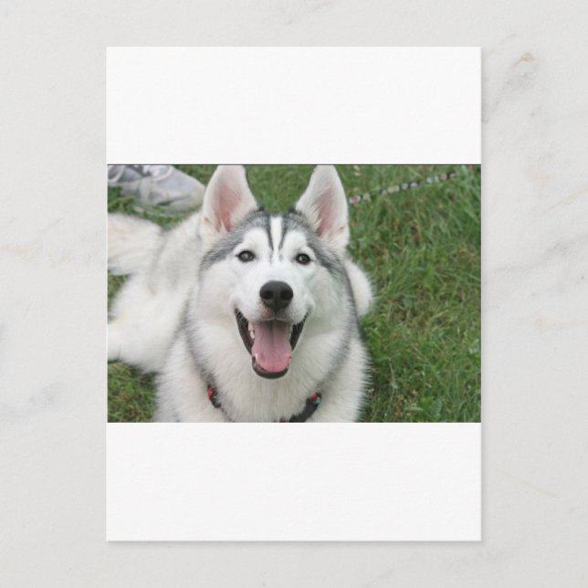 Happy Husky Postkarte (Vorderseite)