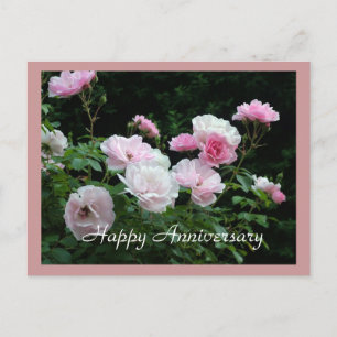 Happy Jubiläum rosa Rosa Blume Karte. Postkarte