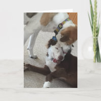 Happy Jubiläumskarte, Hunde liebevoll.