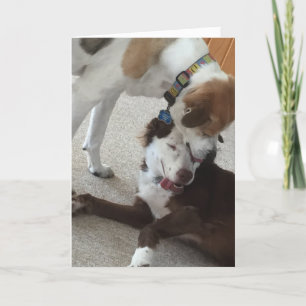 Happy Jubiläumskarte, Hunde liebevoll. Karte