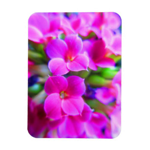Happy Kalanchoe Blume Pink Magenta Lila Magnet