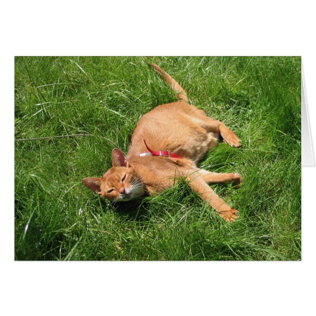 Happy Kitty (Vorderseite (Horizontal))