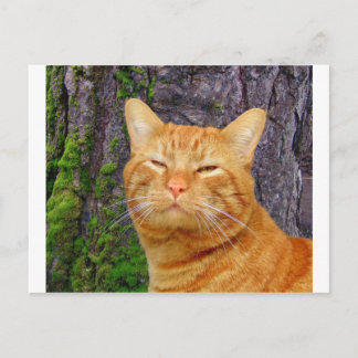 Happy Kitty Kat! Postkarte