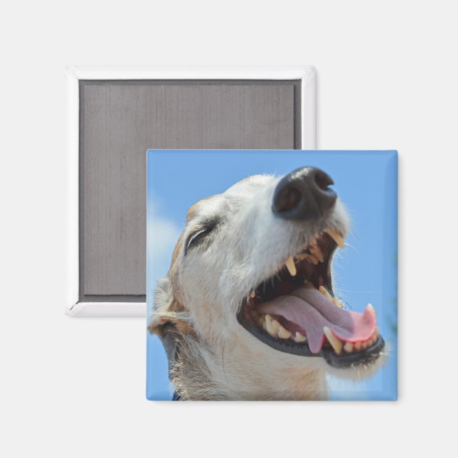 Happy Lächeln Greyhound Face Closeup Magnet (Vorderseite/Rückseite)