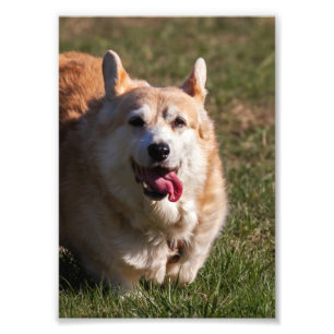 Happy Lady (Corgi) Nah Fotodruck