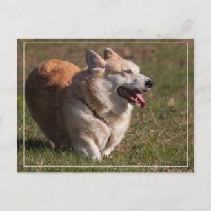 Happy Lady (Corgi) Postkarte