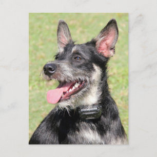 Happy Little Furtle Black and White Dog Closeup Postkarte