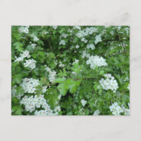Happy May Day Postcard mit Hawthorn Bloom