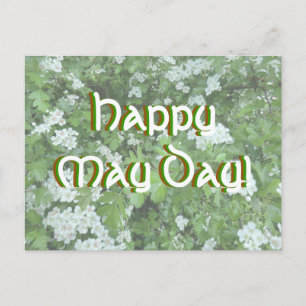 Happy May Day Postcard mit Hawthorn Bloom Postkarte