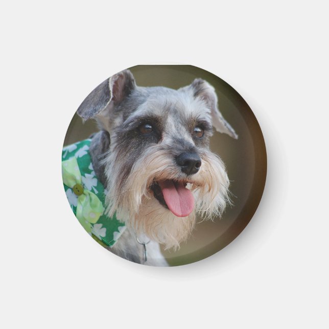 Happy Miniature Schnauzer Puppy Magnet (Vorne)